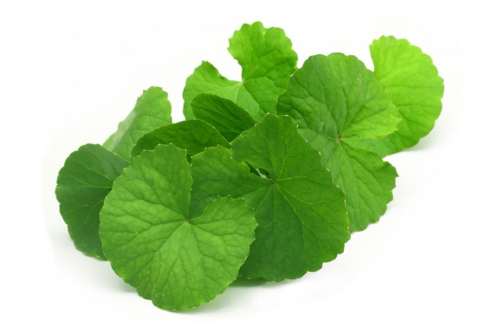 centella_aziatskaya_0.jpg
